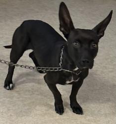 Shelter Stray Female Dog last seen , 957 N Gaffey St, San Pedro, CA 90731, USA
