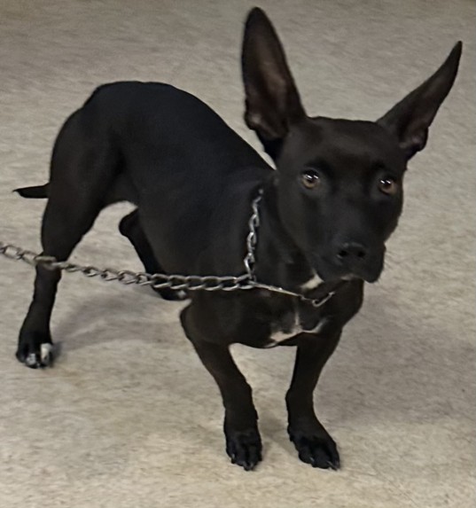 Shelter Stray Female Dog last seen , 957 N Gaffey St, San Pedro, CA 90731, USA