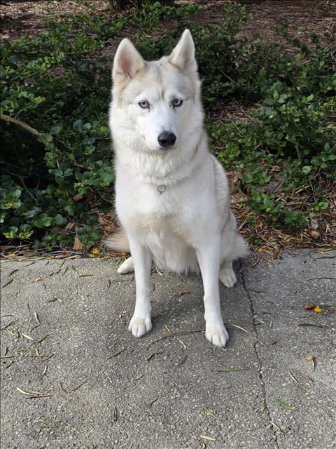 Shelter Stray Female Dog last seen , 957 N Gaffey St, San Pedro, CA 90731, USA