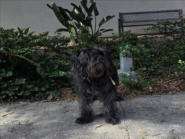 Shelter Stray Male Dog last seen , 957 N Gaffey St, San Pedro, CA 90731, USA