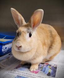 Shelter Stray Female Other last seen , 1850 W 60th St, Los Angeles, CA 90047, USA