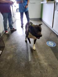 Shelter Stray Male Dog last seen , 1850 W 60th St, Los Angeles, CA 90047, USA