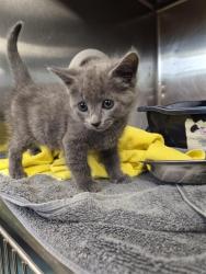 Shelter Stray Female Cat last seen BLUE SPRING, 4950 SW Triana Blvd, Huntsville, AL 35805, USA