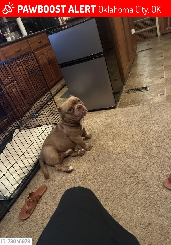 Lost Male Dog last seen 29th may by 7 eleven, Oklahoma City, OK 73119