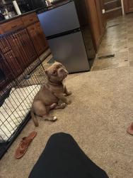 Lost Male Dog last seen 29th may by 7 eleven, Oklahoma City, OK 73119