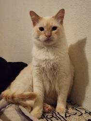 Lost Male Cat last seen Whisper winds drive, Pearland Texas, 77581, Pearland, TX 77581