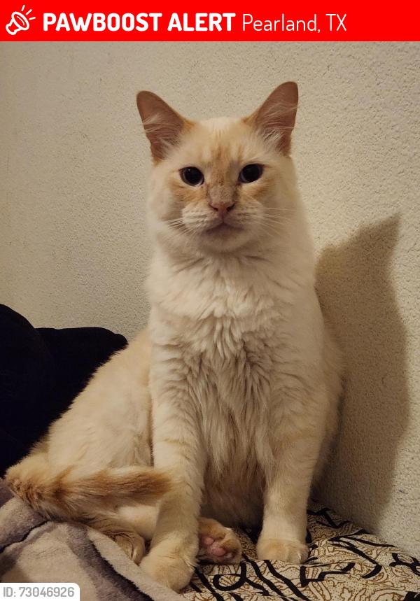 Lost Male Cat last seen Whisper winds drive, Pearland Texas, 77581, Pearland, TX 77581