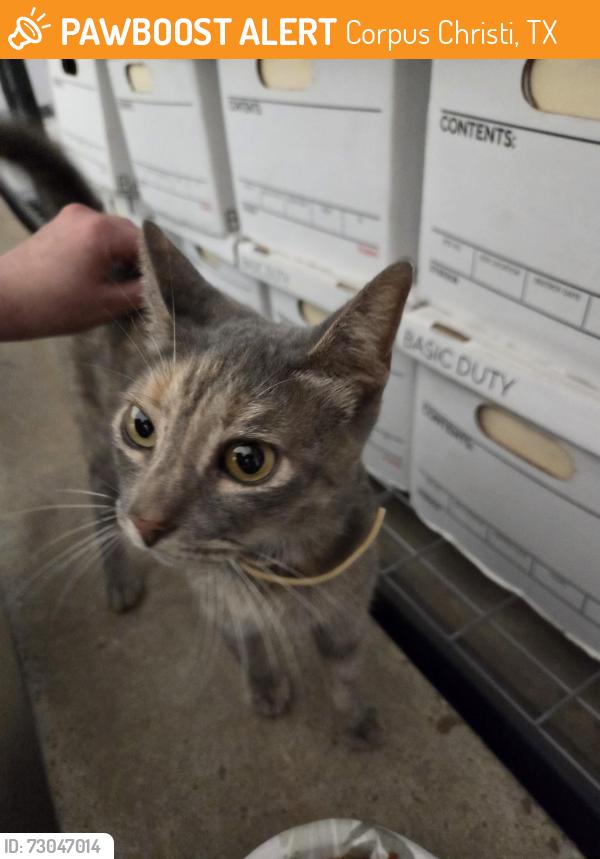 Found/Stray Male Cat last seen Southern Minerals road and Sedwick Road (78409), Corpus Christi, TX 78409