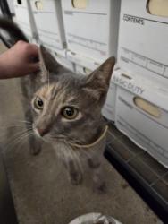 Found/Stray Male Cat last seen Southern Minerals road and Sedwick Road (78409), Corpus Christi, TX 78409