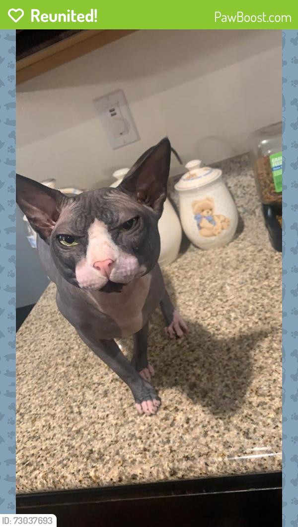 Reunited Male Cat last seen Fowler Ave and E Dakota Ave, Fresno, CA 93727