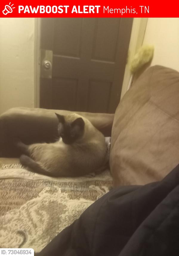 Lost Male Cat last seen elliston, and Mallory, Memphis, TN 38111