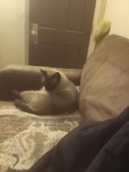 Lost Male Cat last seen elliston, and Mallory, Memphis, TN 38111