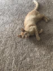 Reunited Male Cat last seen Larkspur, Antioch, CA 94531