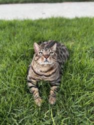 Lost Male Cat last seen Carson St, Lakewood, CA 90713