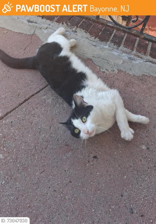 Found/Stray Male Cat last seen Near west 26h street, Bayonne, NJ 07002