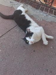 Found/Stray Male Cat last seen Near west 26h street, Bayonne, NJ 07002
