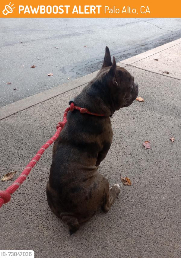 Found/Stray Male Dog last seen Greer park , Palo Alto, CA 94303