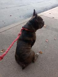 Found/Stray Male Dog last seen Greer park , Palo Alto, CA 94303