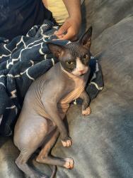 Reunited Male Cat last seen Fowler Ave and E Dakota Ave, Fresno, CA 93727