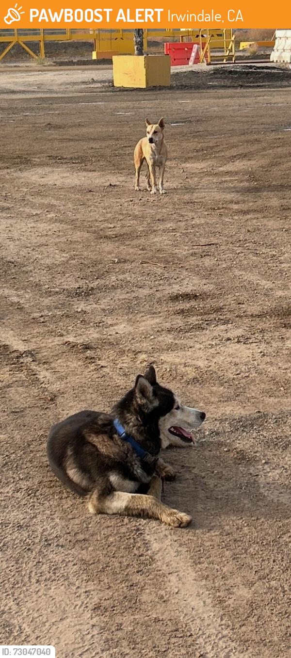 Found/Stray Unknown Dog last seen Live oak in Irwindale , Irwindale, CA 91706