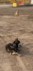 Found/Stray Unknown Dog last seen Live oak in Irwindale , Irwindale, CA 91706