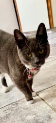 Lost Female Cat last seen Prospect Plains Rd., Concordia Development, Monroe Township, NJ 08831
