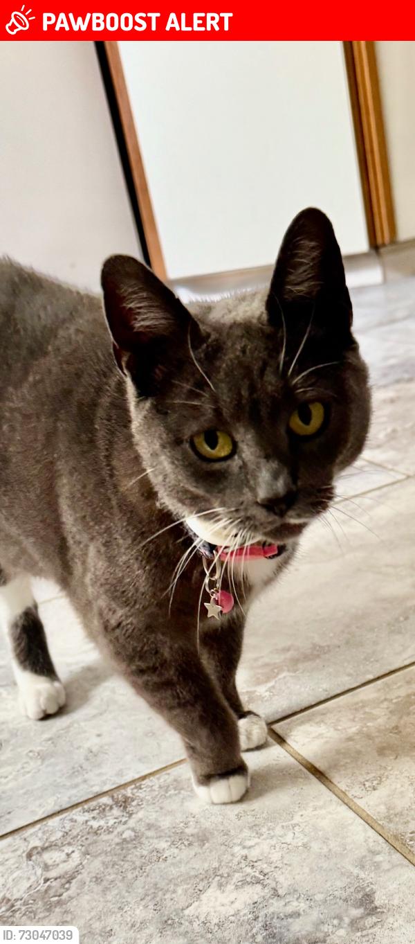Lost Female Cat last seen Prospect Plains Rd., Concordia Development, Monroe Township, NJ 08831