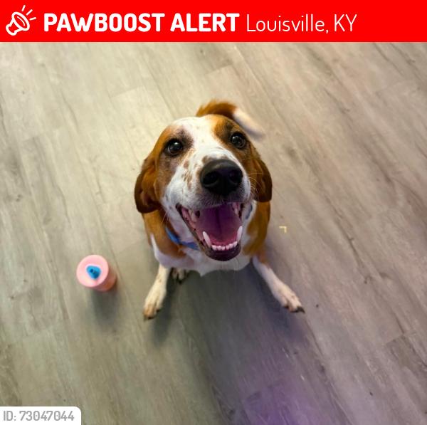 Lost Male Dog last seen Broadway, Louisville, KY 40211