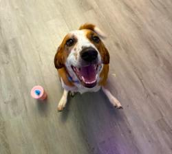 Lost Male Dog last seen Broadway, Louisville, KY 40211