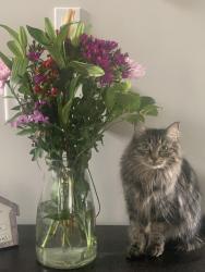 Lost Female Cat last seen Rockbridge Rd (Decatur School for the Arts), Avondale Estates, GA 30002