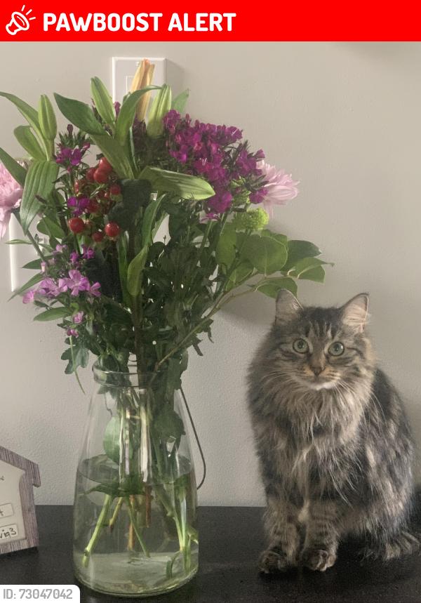 Lost Female Cat last seen Rockbridge Rd (Decatur School for the Arts), Avondale Estates, GA 30002