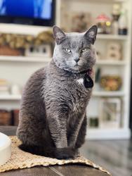 Lost Female Cat last seen Near Memphis ave ridge rd, Cleveland, OH 44144