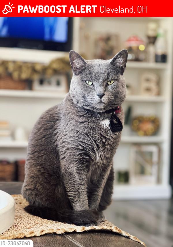 Lost Female Cat last seen Near Memphis ave ridge rd, Cleveland, OH 44144