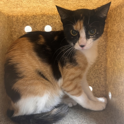 Shelter Stray Female Cat last seen Potomac / Southwest, City of College Station, TX, 5359 Leonard Rd, Bryan, TX 77807, USA