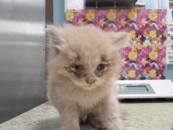Shelter Stray Female Cat last seen Langdon St, 43609, OH, 827 Illinois Ave, Maumee, OH 43537, USA