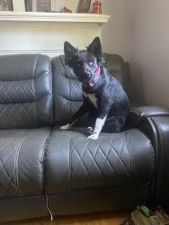 Reunited Female Dog last seen Myrtle Ave, Spring St, Union st , Concord, NC 28025