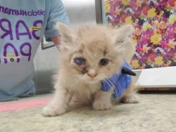 Shelter Stray Female Cat last seen Langdon St, 43609, OH, 827 Illinois Ave, Maumee, OH 43537, USA