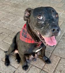 Shelter Stray Female Dog last seen Mesquite Police Department on Grubb, 75149, TX, 1650 Gross Rd, Mesquite, TX 75149, USA