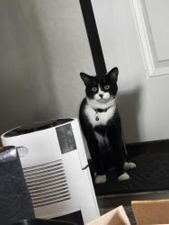 Lost Male Cat last seen Utah and California in Holiday Woods MHC, Belleville, MI 48111