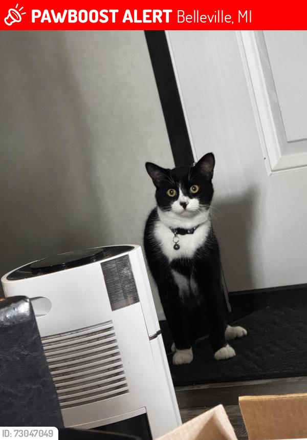 Lost Male Cat last seen Utah and California in Holiday Woods MHC, Belleville, MI 48111