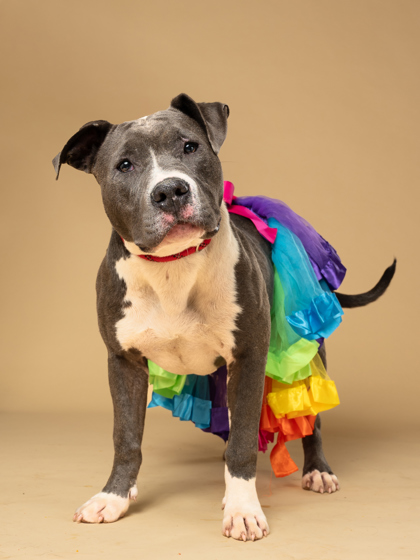 Shelter Stray Female Dog last seen Near FIELDING LN SW, Atlanta, GA, 1251 Fulton Industrial Blvd NW, Atlanta, GA 30336, USA
