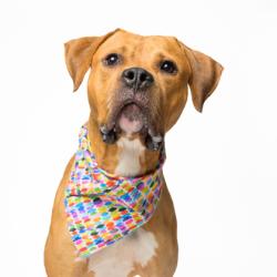 Shelter Stray Male Dog last seen Near Utoy circle Sw, Atlanta, GA, 1251 Fulton Industrial Blvd NW, Atlanta, GA 30336, USA