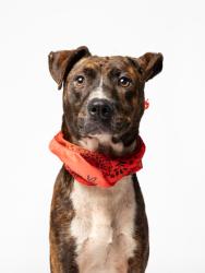 Shelter Stray Male Dog last seen Near Rico Rd, Chattahoochee Hills, GA, 1251 Fulton Industrial Blvd NW, Atlanta, GA 30336, USA