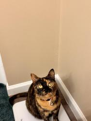 Reunited Female Cat last seen adam street, Indianapolis, IN 46218