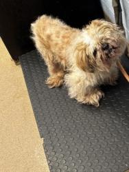Shelter Stray Male Dog last seen Near Pine Shadow Dr Stone Mountain, 30088, 30088, GA, 3280 Chamblee Dunwoody Rd, Chamblee, GA 30341, USA