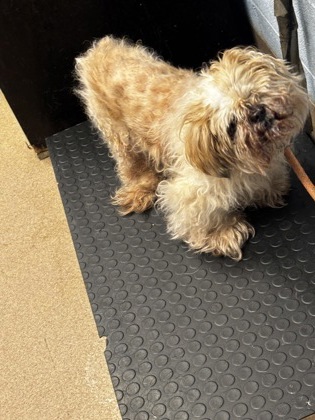 Shelter Stray Male Dog last seen Near Pine Shadow Dr Stone Mountain, 30088, 30088, GA, 3280 Chamblee Dunwoody Rd, Chamblee, GA 30341, USA