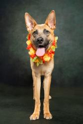 Shelter Stray Male Dog last seen 1829-D Campbellton rd sw, Atlanta, GA, 1251 Fulton Industrial Blvd NW, Atlanta, GA 30336, USA
