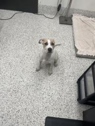 Shelter Stray Female Dog last seen Hollywood Road and Alvin Drive, Atlanta, GA, 1251 Fulton Industrial Blvd NW, Atlanta, GA 30336, USA