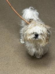 Shelter Stray Male Dog last seen Near North Hairston Road Stone Mountain, 30083, 30083, GA, 3280 Chamblee Dunwoody Rd, Chamblee, GA 30341, USA