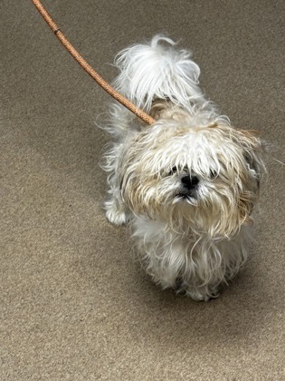 Shelter Stray Male Dog last seen Near North Hairston Road Stone Mountain, 30083, 30083, GA, 3280 Chamblee Dunwoody Rd, Chamblee, GA 30341, USA